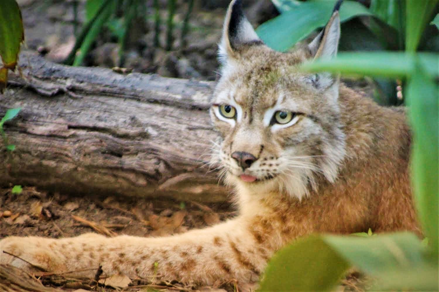 bobcat