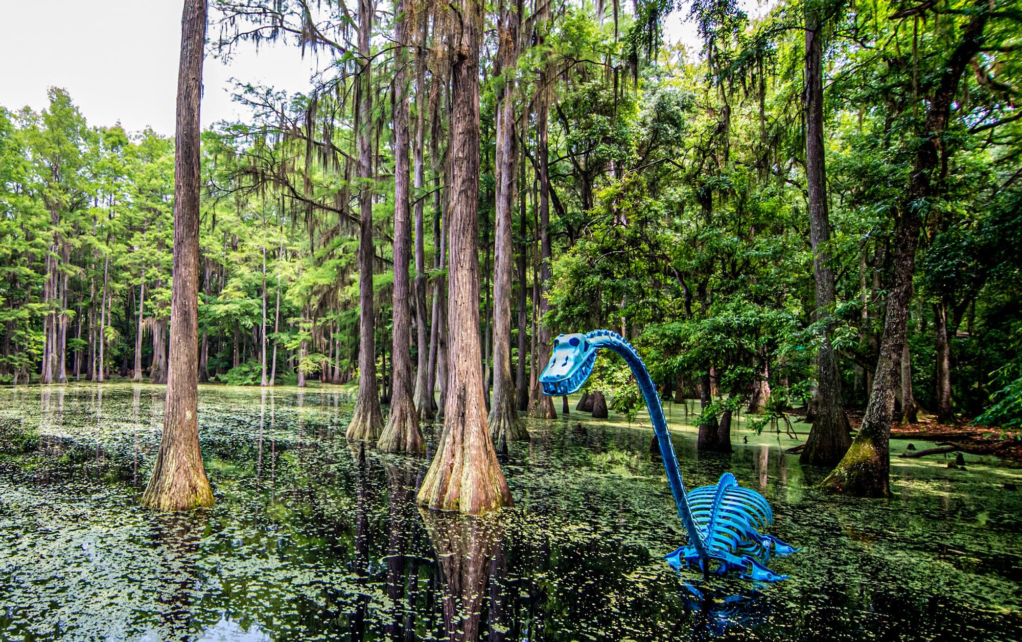 Home Tallahassee Museum