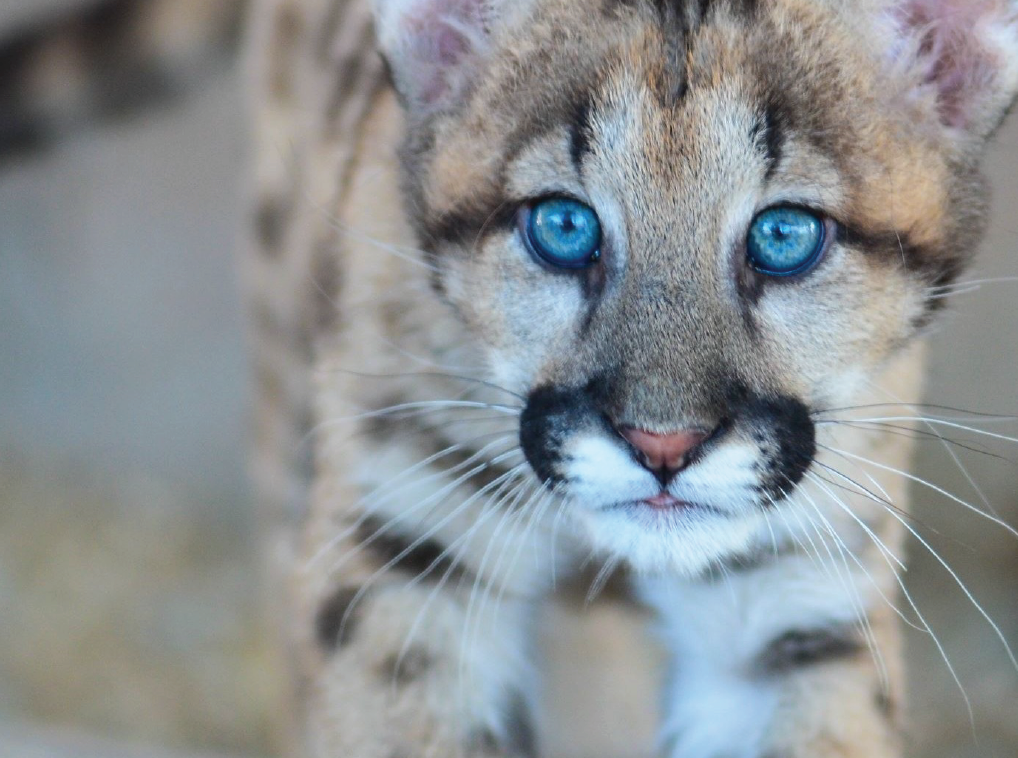 Donate Tallahassee Museum