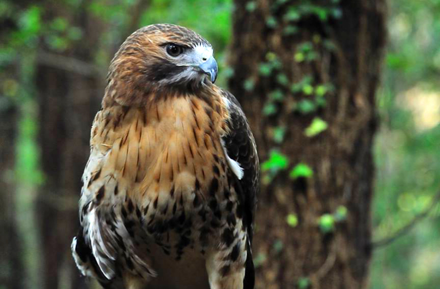 TreeToTree Adventures Tallahassee Museum