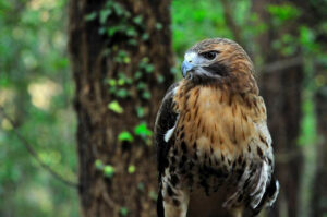 Red-tailed Hawk at the Tallahassee Museum
