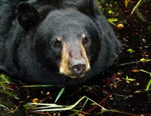 Wildlife Florida Tallahassee Museum