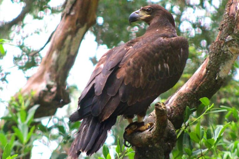 Home - Tallahassee Museum