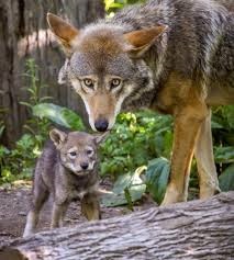 Home School Program K-5: Wild about Wildlife – AFTERNOON