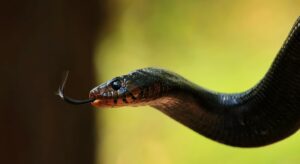 Slithering our way into Tuesday at the Tallahassee Museum! ????

#TallahasseeMuseum #InstaSnake #Snakes #TallahasseeFl #iHeartTally #ExploreFL #LoveFL #Museum #LiveMuseum #FamilyVacation