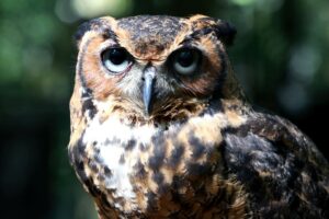 Hoo’s excited that it’s finally Friday? We recommend you head over to the Tallahassee Museum over the weekend! ????#TallahasseeMuseum #TallahasseeFl #iHeartTally #ExploreFL #LoveFL #Museum #LiveMuseum #FamilyVacation