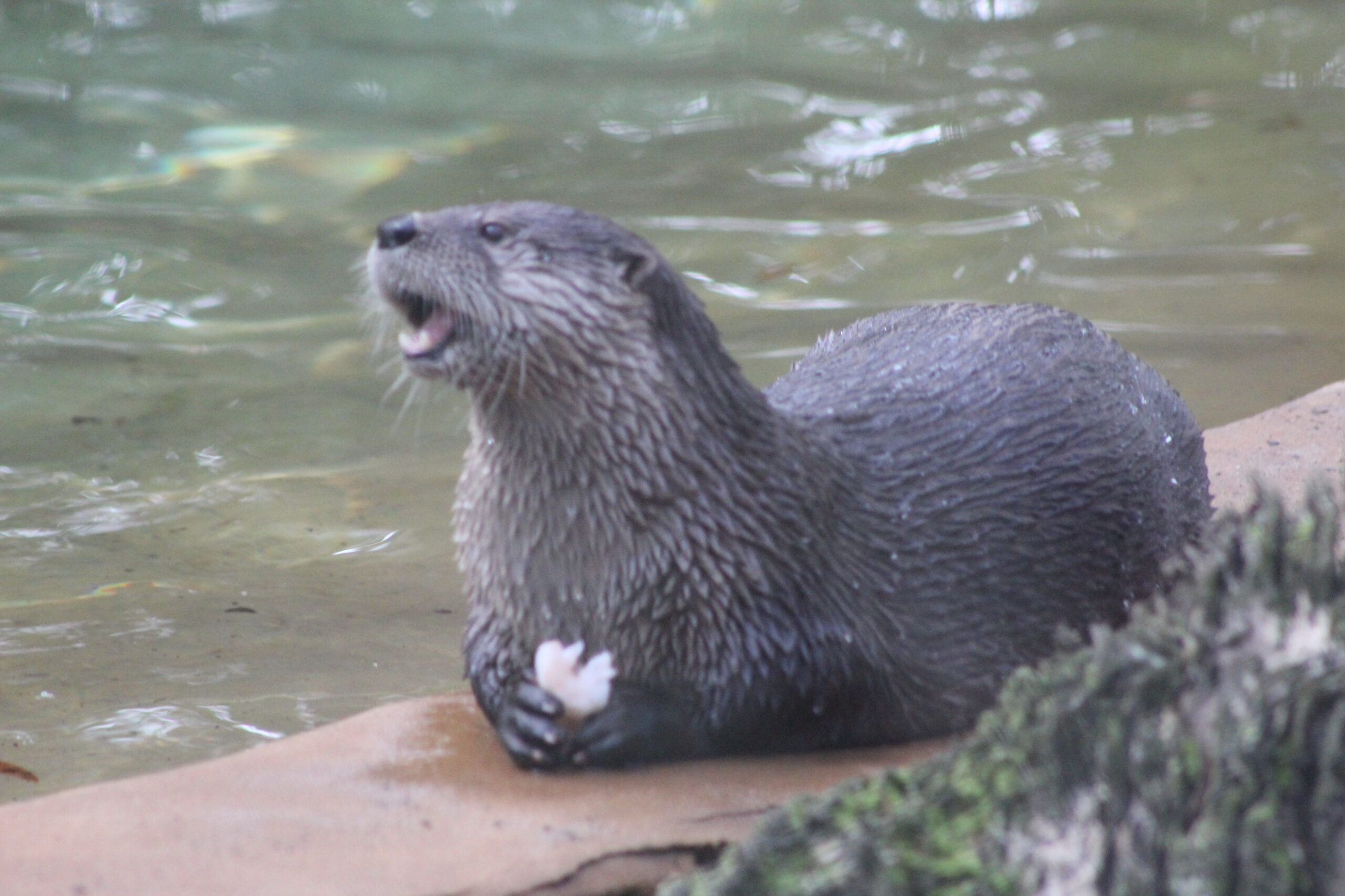 Behind the Scenes Feeding Tour - Tallahassee Museum