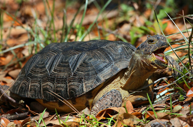 Home - Tallahassee Museum