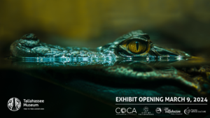Alligator Exhibit Opening