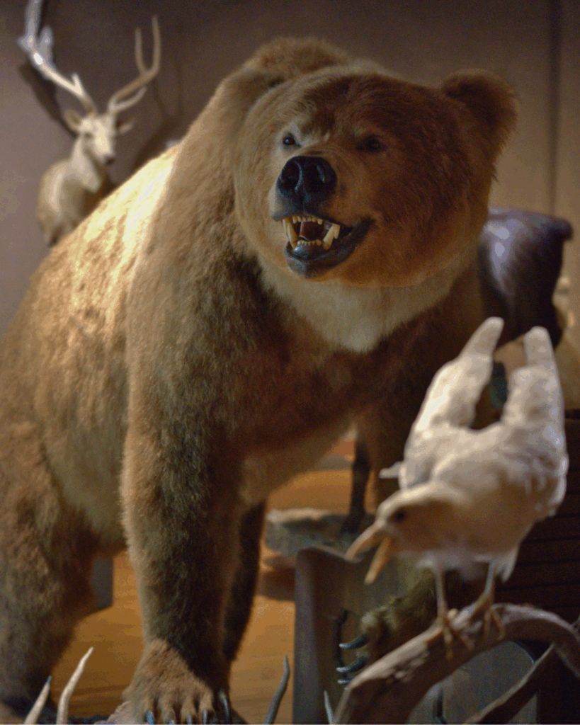 Grizzly bear taxidermy stands tall.