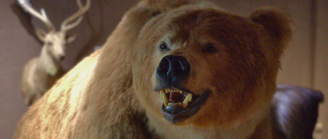 Grizzly bear taxidermy stands tall.