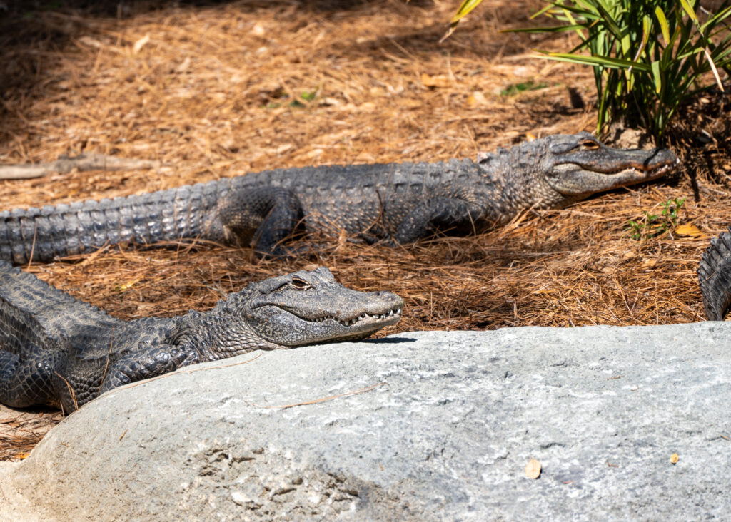 Alligator Encounter - Tallahassee Museum