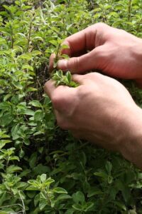 Medicinal Herbs Workshop