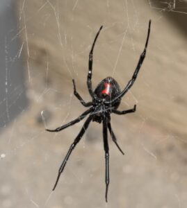 Frolics of Florida – Galentine’s Day