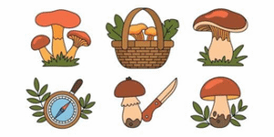 Wild About Mushrooms